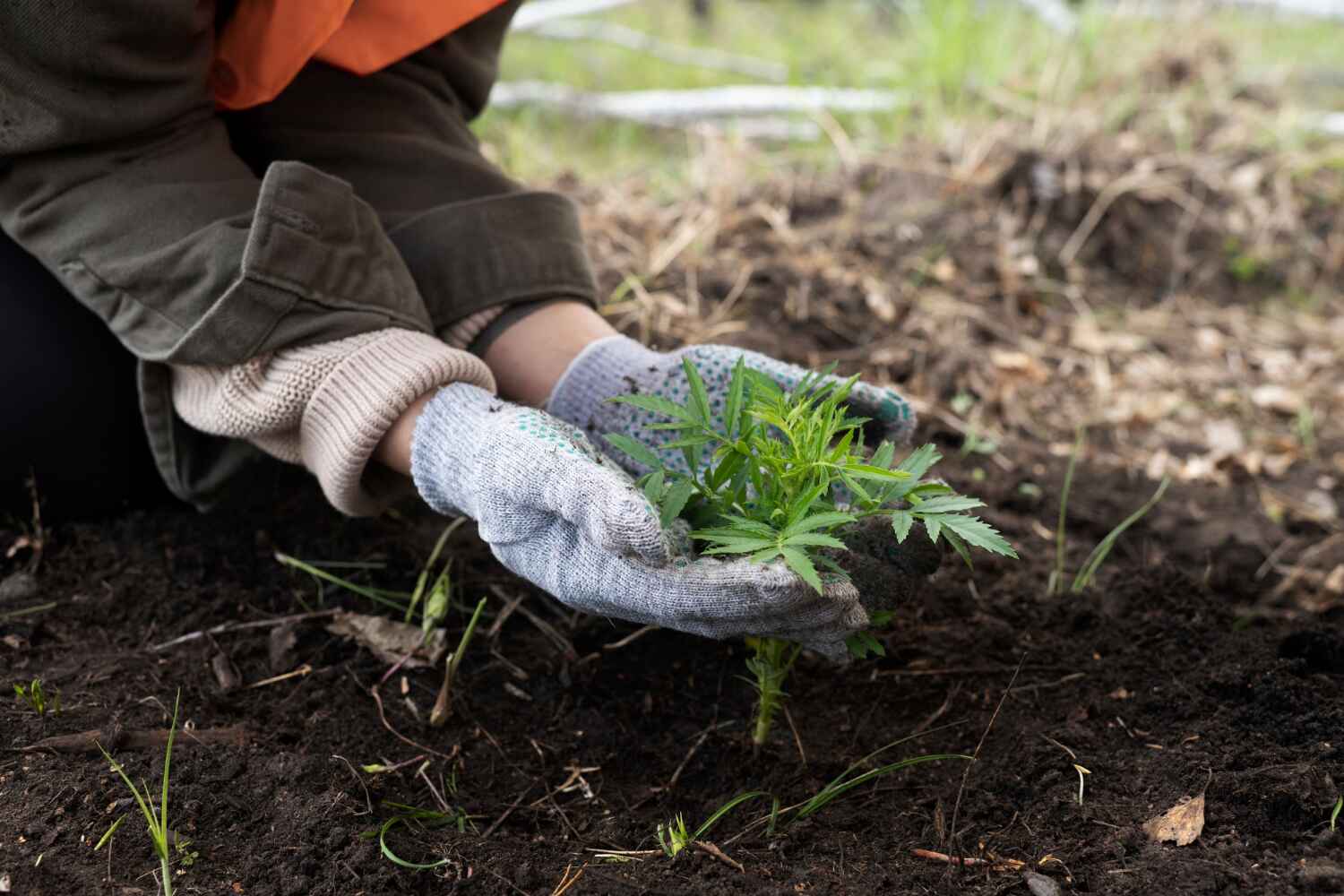 Best Arborist Services Near Me  in Elkin, NC